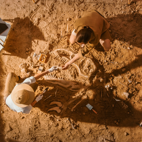 Otkrivena nova vrsta dinosaurusa: Ostao "skriven" gotovo 130 godina