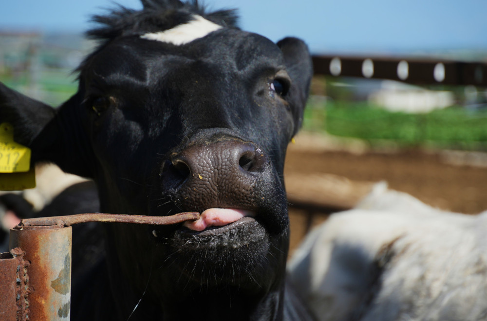 Prodaju tele u obliku burgera i kožnih torbi FOTO