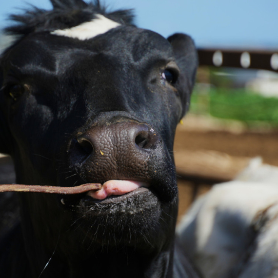 Prodaju tele u obliku burgera i kožnih torbi FOTO