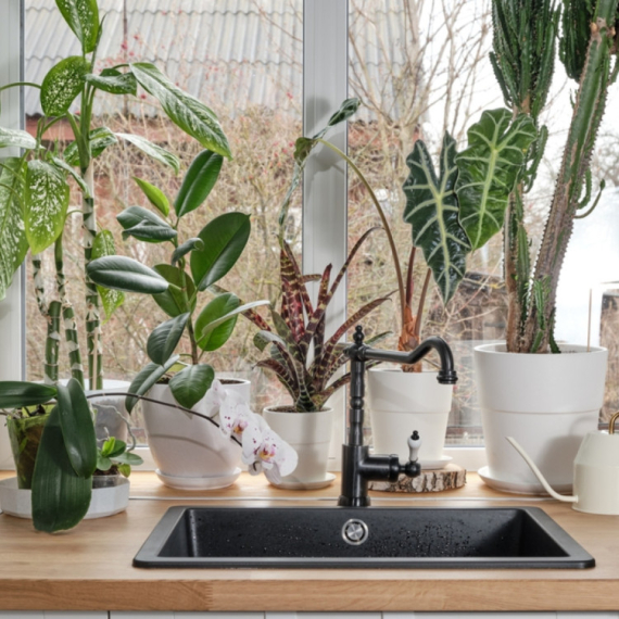 Ove biljke bi trebalo da imate u svojoj kuhinji – a evo i zašto FOTO