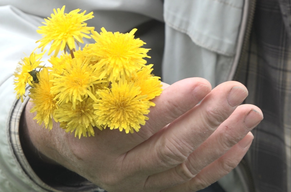 Biljka broj jedan za zdravlje: Često je gazimo, a prava je riznica vitamina FOTO