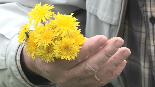 Biljka broj jedan za zdravlje: Često je gazimo, a prava je riznica vitamina FOTO