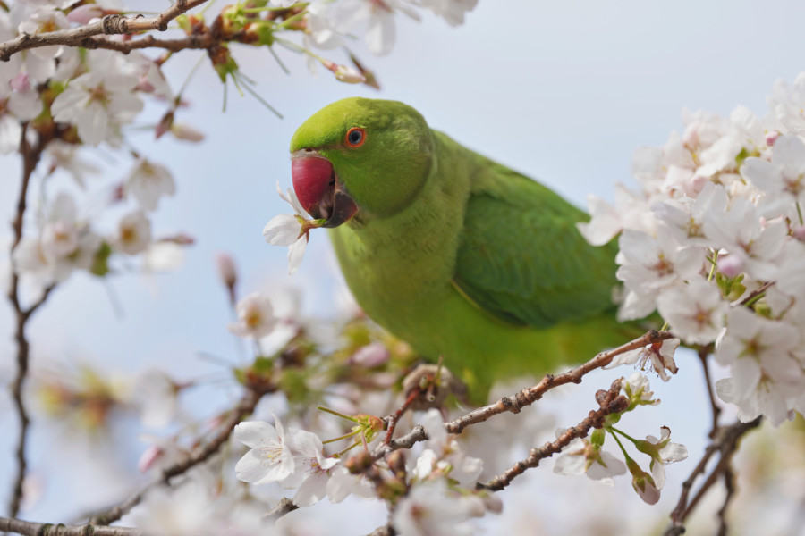 Nije se dogodilo duže od 70 godina: Počeo festival cvetanja trešnje u Japanu uz neobičnu pojavu