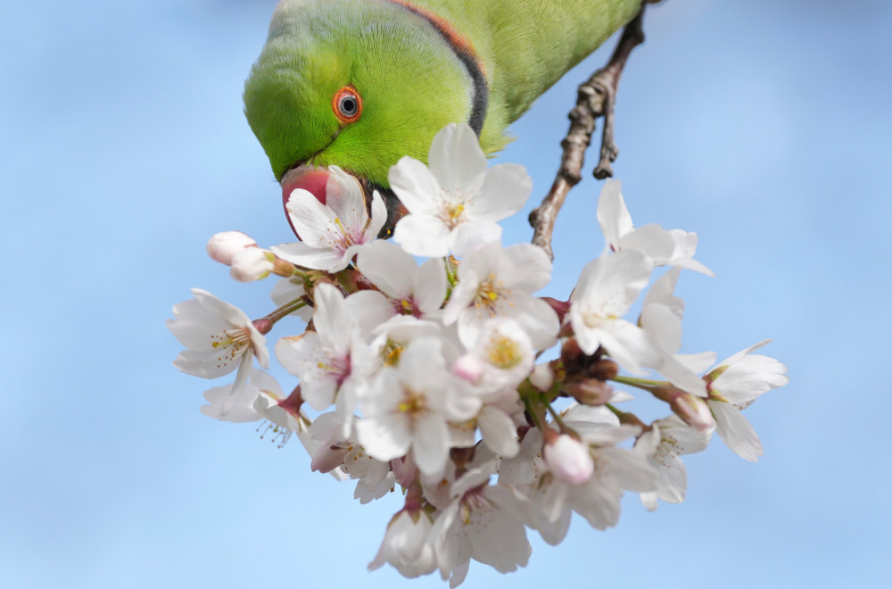 Počeo festival cvetanja trešnje u Japanu devet dana ranije