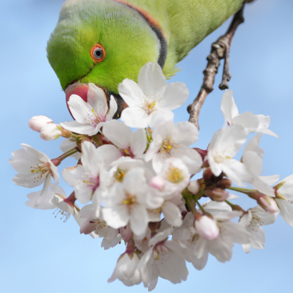Počeo festival cvetanja trešnje u Japanu devet dana ranije
