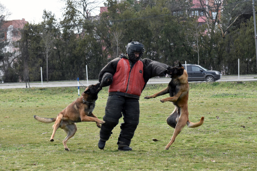 U Nišu u toku obuka pasa za službu u jedinicama Vojske Srbije FOTO