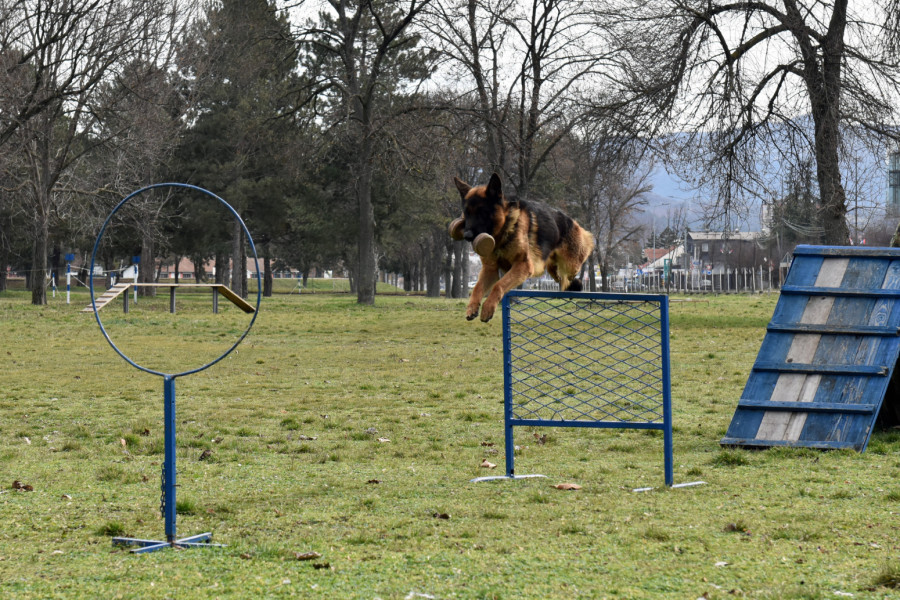 U Nišu u toku obuka pasa za službu u jedinicama Vojske Srbije FOTO