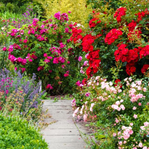 Vaše cveće će "eksplodirati" u junu – samo ako ovo uradite pre aprila