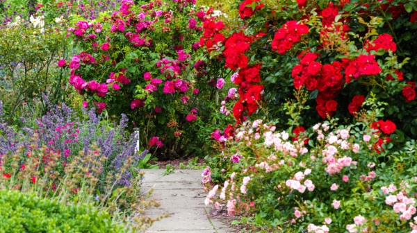 Vaše cveće će "eksplodirati" u junu – samo ako ovo uradite pre aprila