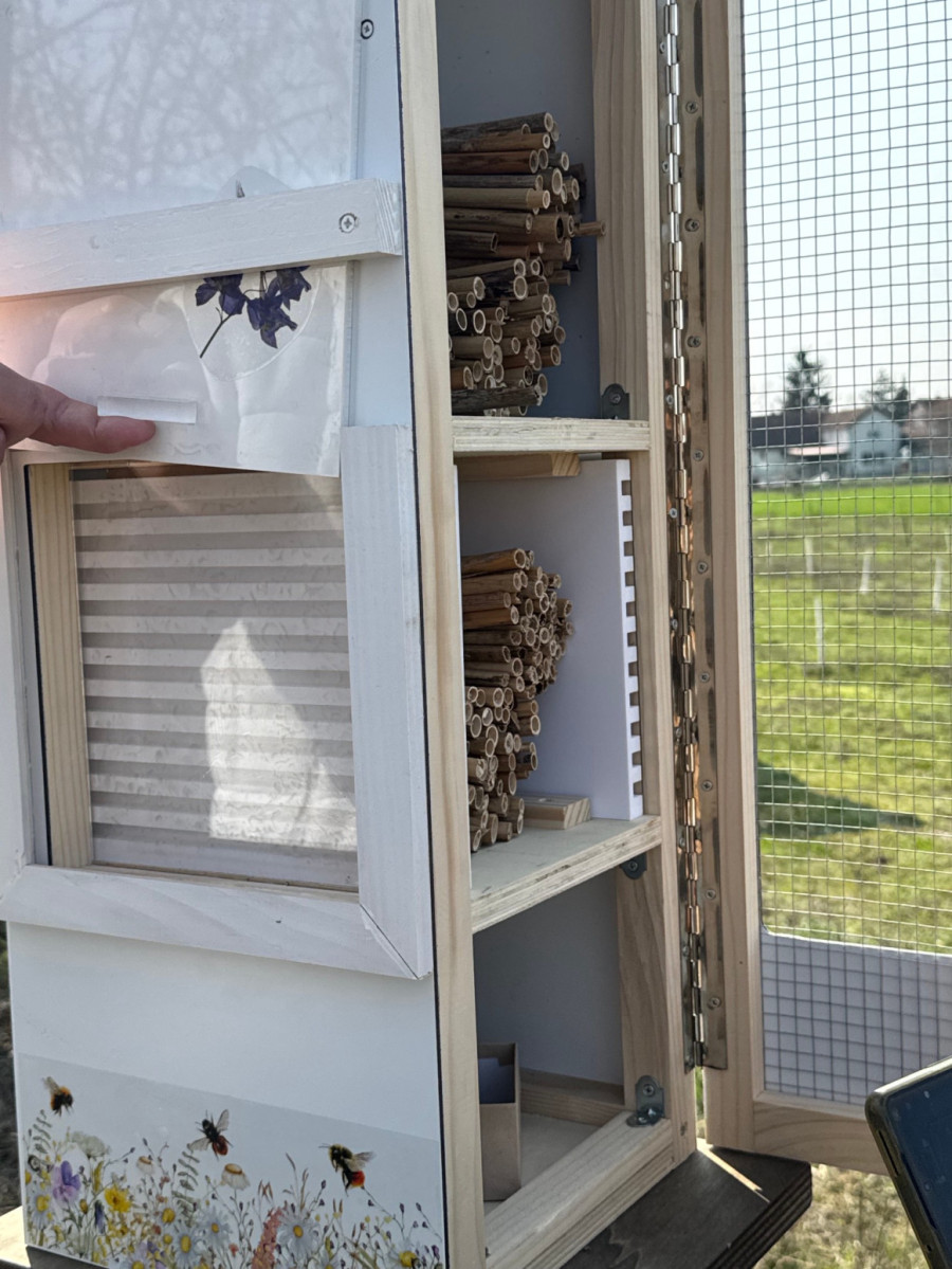 Upoznajte pčele koje ne bodu, a čuvaju nam doručak