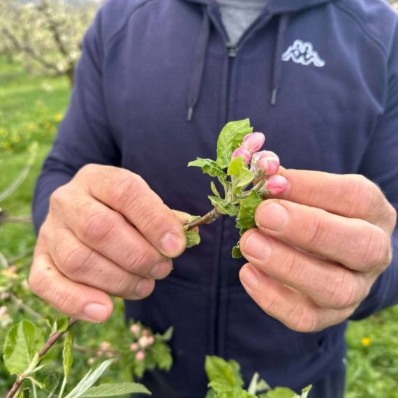 Voćari u čačanskim selima strahuju od mraza: "Ne daj Bože da se ponovi prošla godina"