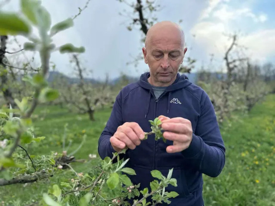 Voćari u čačanskim selima strahuju od mraza: Ne daj Bože da se ponovi prošla godina