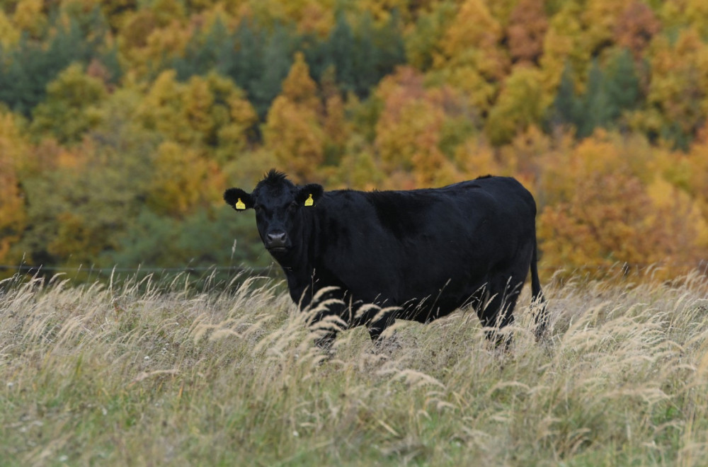Pogledajte bika vrednog 143.000 evra FOTO/VIDEO