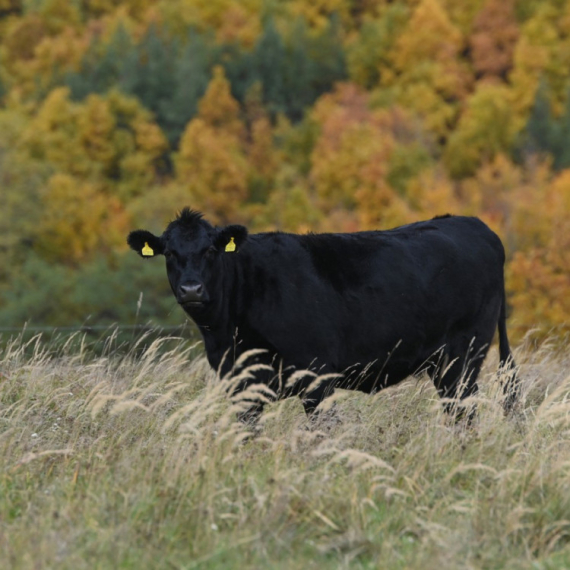 Pogledajte bika vrednog 143.000 evra FOTO/VIDEO