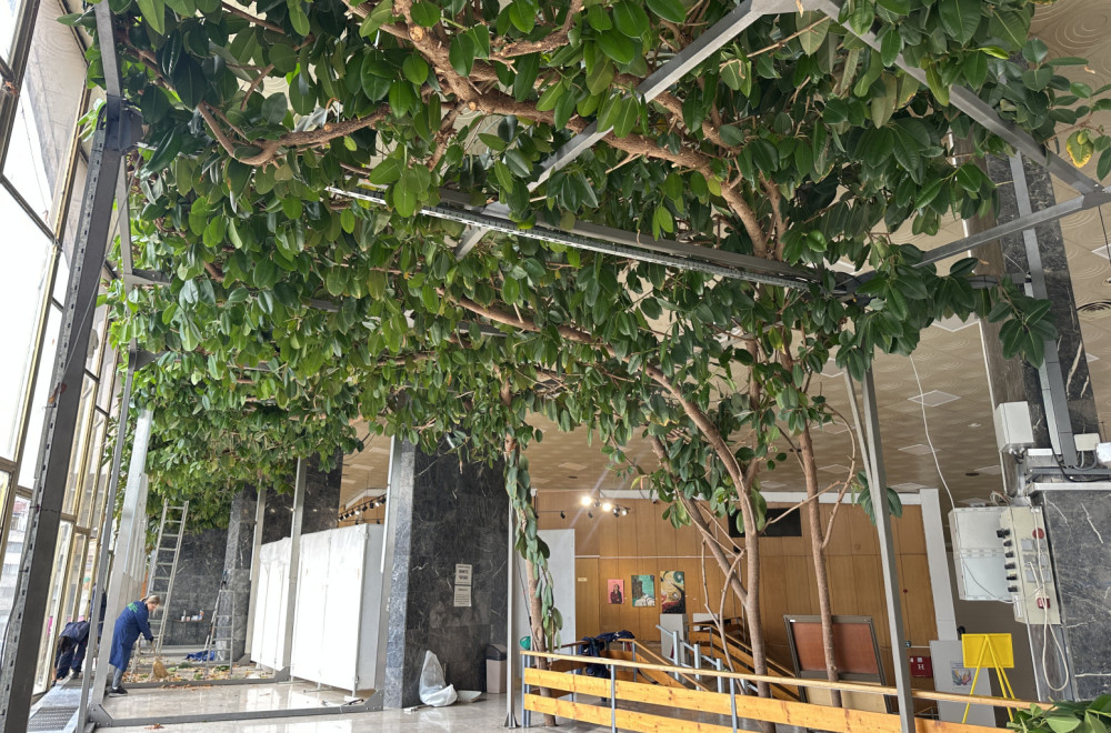 Gužva u Čačku: Deli se pelcer najvećeg fikusa na Balkanu FOTO