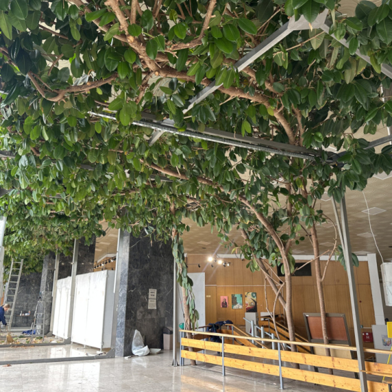 Gužva u Čačku: Deli se pelcer najvećeg fikusa na Balkanu FOTO