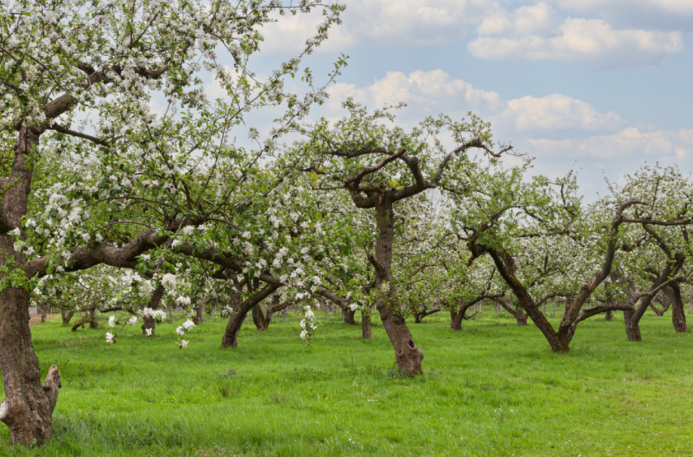 Nema mesta za paniku: Stručnjak sa Instituta za voćarstvo ohrabrio srpske voćare