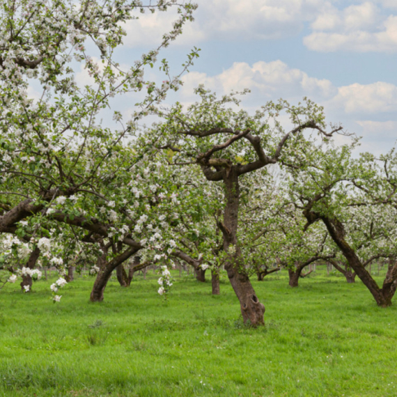 Nema mesta za paniku: Stručnjak sa Instituta za voćarstvo ohrabrio srpske voćare