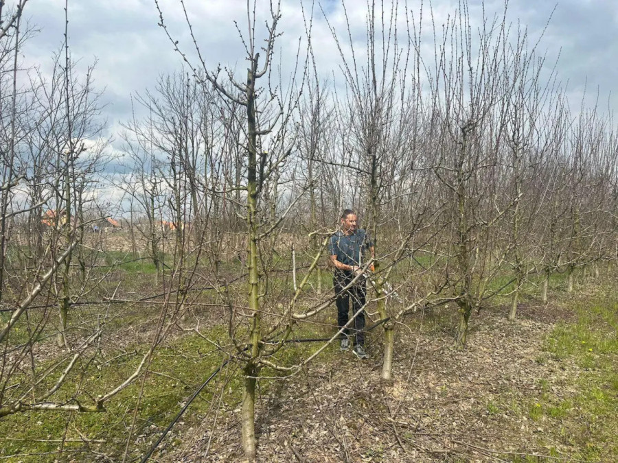 Nema mesta za paniku: Stručnjak sa Instituta za voćarstvo ohrabrio srpske voćare