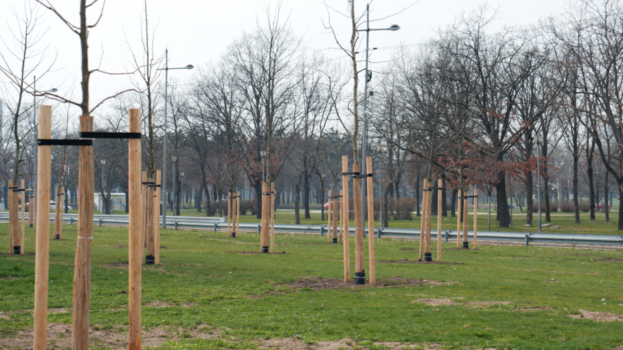 Beograd dobio 100 novih platana: Simbol prijateljstva Azerbejdžana i Srbije