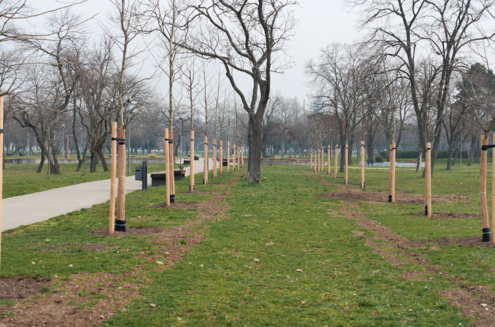 Emir Azvirt Beograd dobio 100 novih platana: Simbol prijateljstva Azerbejdžana i ...