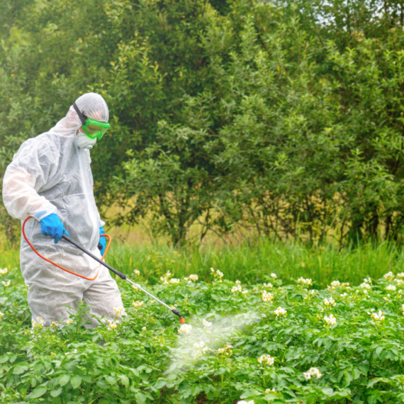 Dečak popio tečnost za prskanje malina i preminuo: Kakve pesticide koristimo i kome su dostpuni? VIDEO