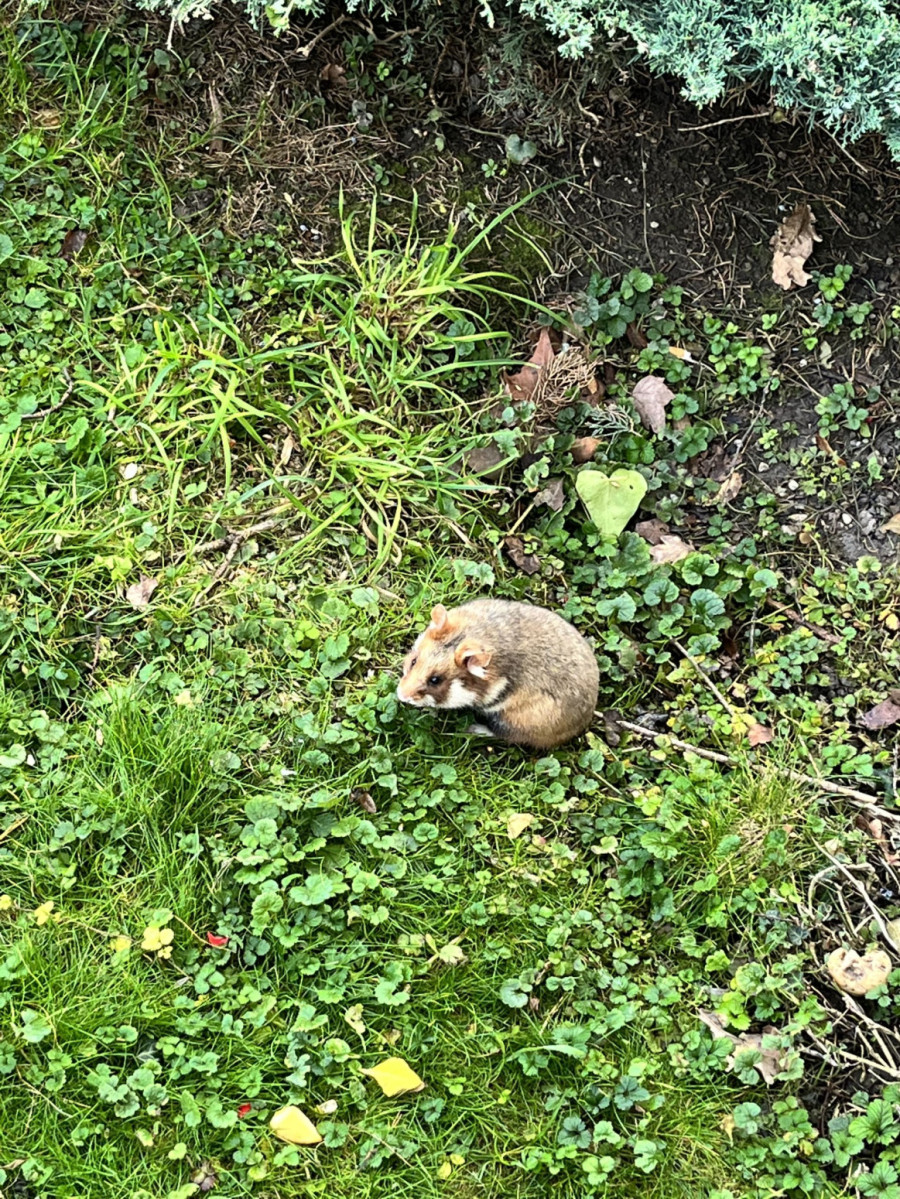 Nova dimenzija lečenja u Beču: Životinje vraćaju osmeh pacijentima FOTO