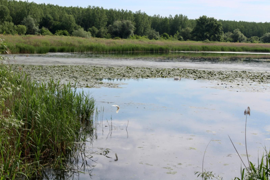Dva meseca nakon uginuća ptica i riba u Krnjači, razlog još uvek nepoznat