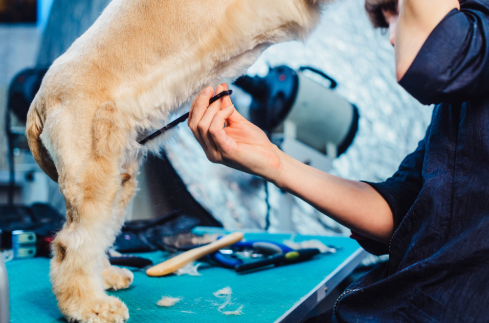 Incident u salonu za pse u Zrenjaninu: Vlasnici odbili da ponesu ljubimca posle šišanja