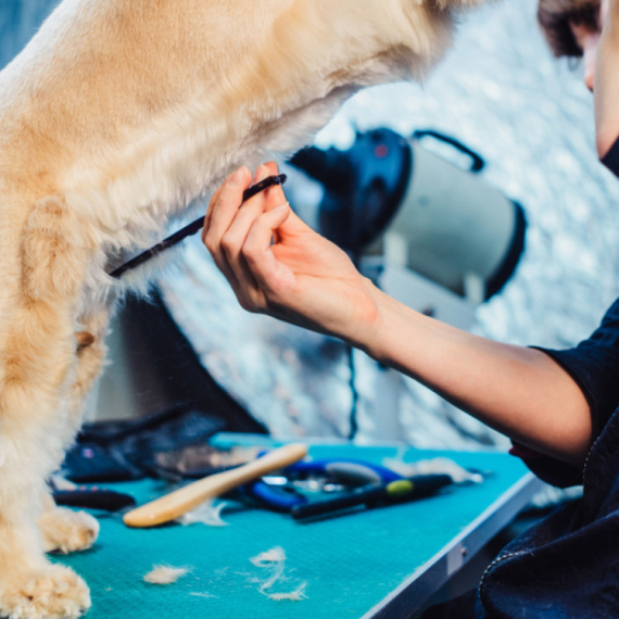 Incident u salonu za pse u Zrenjaninu: Vlasnici odbili da ponesu ljubimca posle šišanja