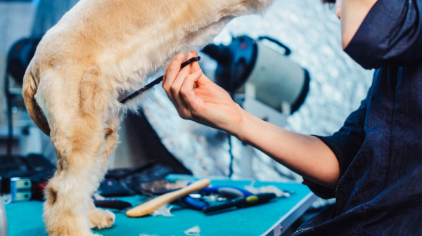 Incident u salonu za pse u Zrenjaninu: Vlasnici odbili da ponesu ljubimca posle šišanja