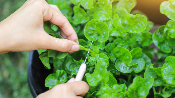 Ovo je najzdravije povrće na svetu; Strućnjaci otkrili zašto i kako da ga uključite u ishranu
