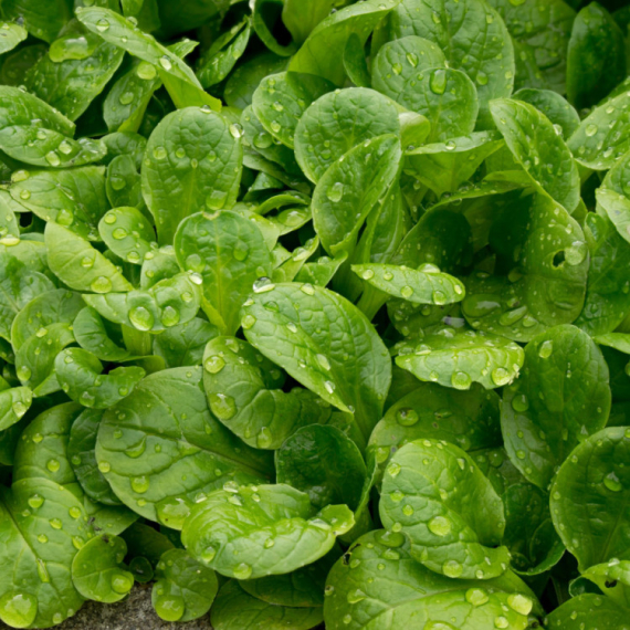 Ova često zapostavljena salata je puna vitamina i minerala: Od davnina se zna za njene blagodeti