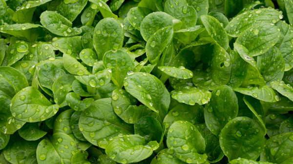 Ova često zapostavljena salata je puna vitamina i minerala: Od davnina se zna za njene blagodeti