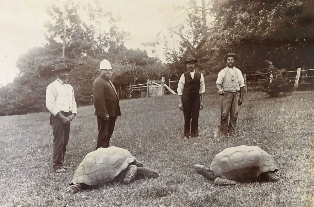 Živ je Džonatan, umro nije; Vest o smrti najstarije kornjače na svetu uznemirila javnost  FOTO