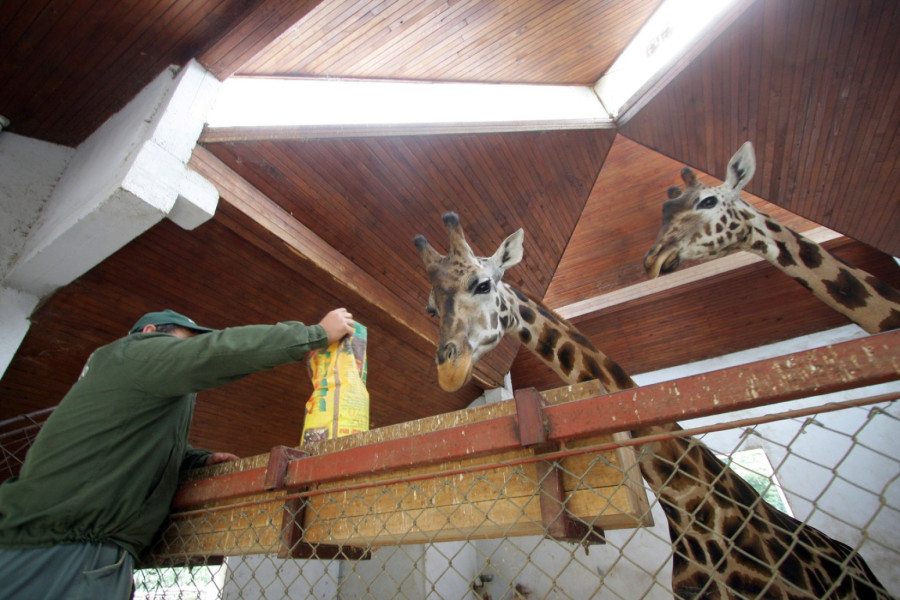 Uskršnja čarolija u Zoo vrtu u Subotici: Hranjenje životinja, zeke i zabava za sve uzraste