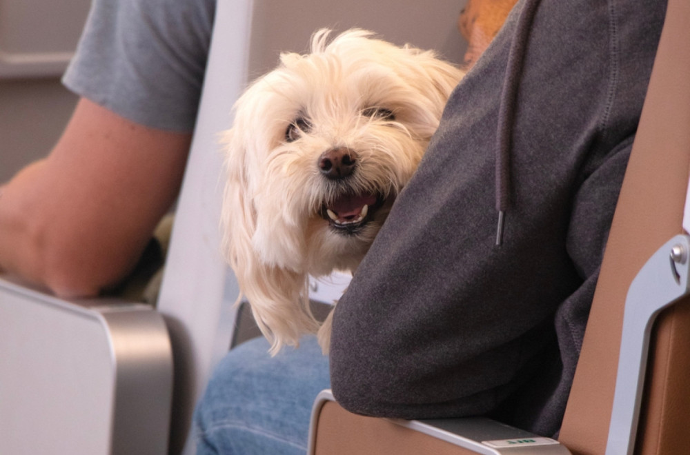 Putovanje sa kućnim ljubimcima u EU uskoro jednostavnije i jeftinije; Ušteda do 100 evra FOTO