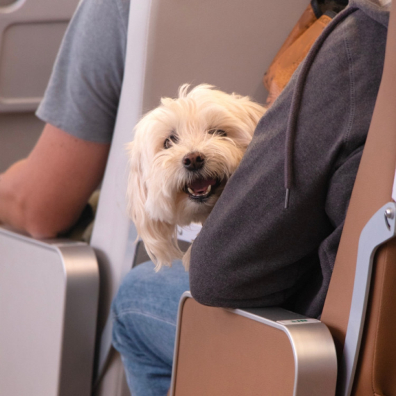 Putovanje sa kućnim ljubimcima u EU uskoro jednostavnije i jeftinije; Ušteda do 100 evra FOTO