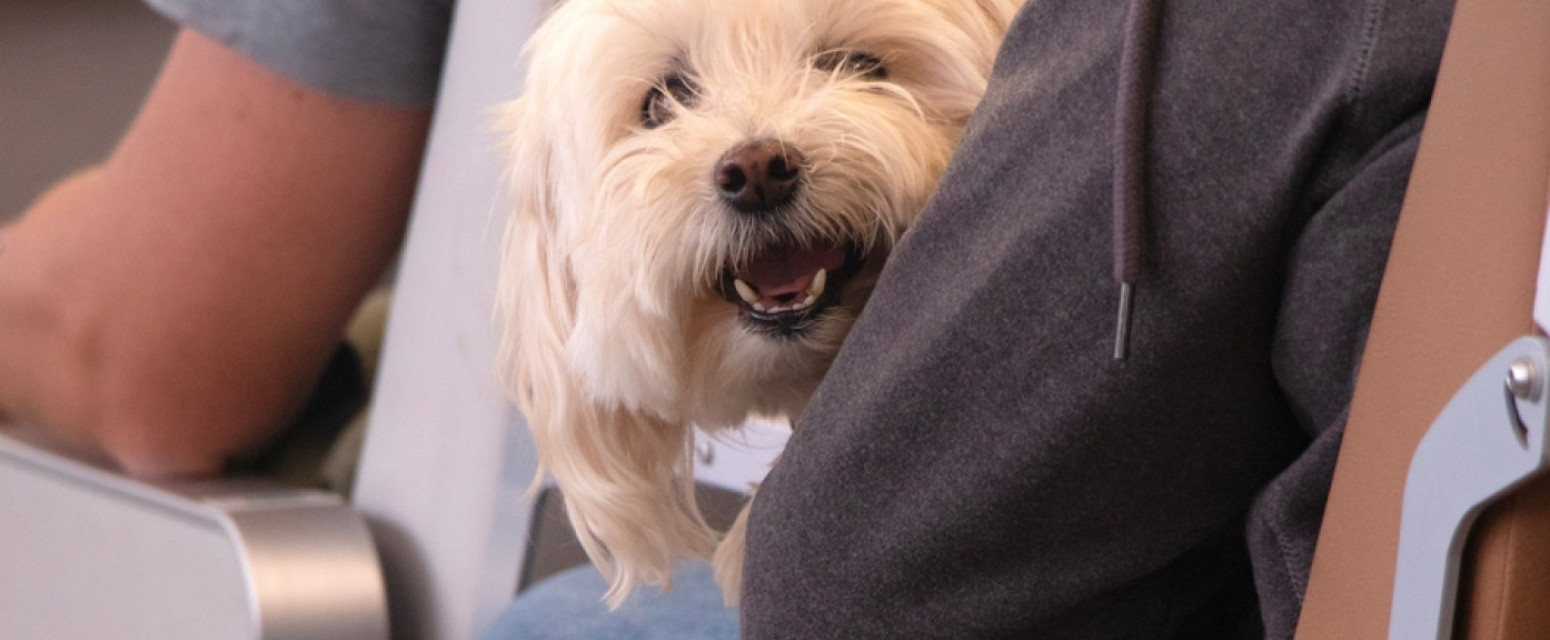 Putovanje sa kućnim ljubimcima u EU uskoro jednostavnije i jeftinije; Ušteda do 100 evra FOTO