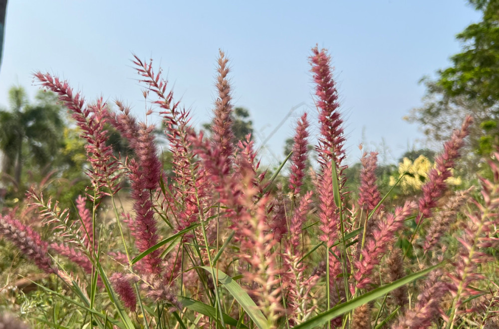 Eksperiment koji je sve iznenadio: Naučnici stvorili "super biljku" sa pet psihodelika