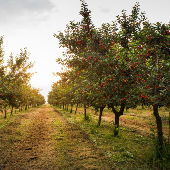 Kod Zrenjanina prvi sistem za grejanje voćnjaka toplim vazduhom u Srbiji