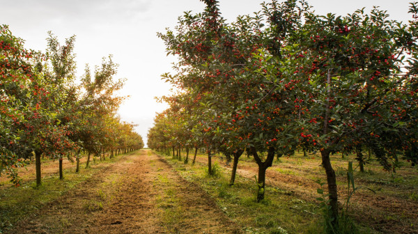 Kod Zrenjanina prvi sistem za grejanje voćnjaka toplim vazduhom u Srbiji