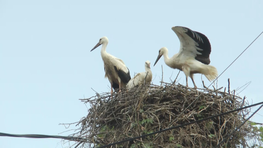 Rode se i ovog proleća vratile u Čačak: Mališani ih obožavaju FOTO