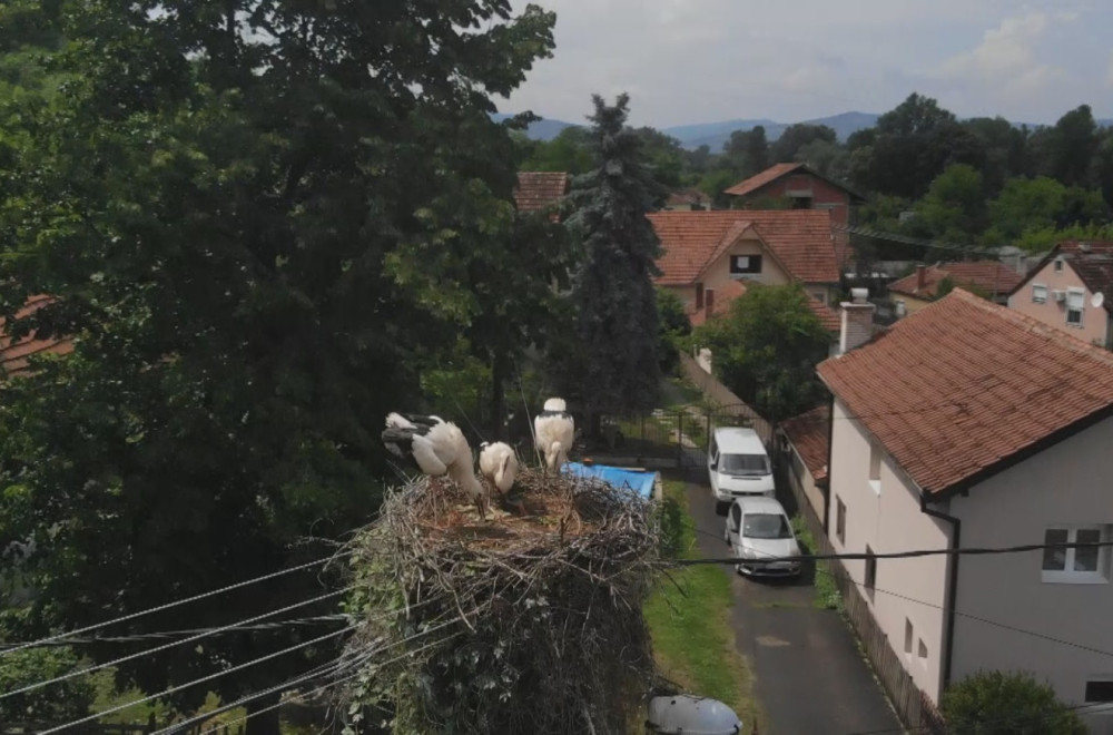 Rode se i ovog proleća vratile u Čačak: Mališani ih obožavaju FOTO
