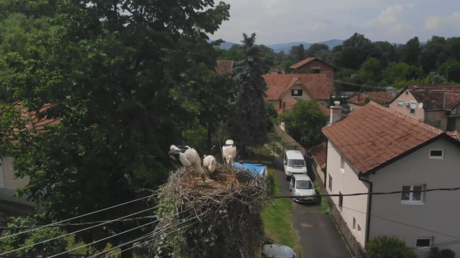 Rode se i ovog proleća vratile u Čačak: Mališani ih obožavaju FOTO