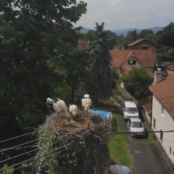 Rode se i ovog proleća vratile u Čačak: Mališani ih obožavaju FOTO