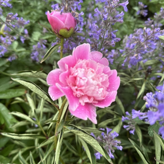 Raskošnim cvetovima ćete se diviti, a komarci beže od njih: Ova biljka je pravi dar prirode i nije zahtevna