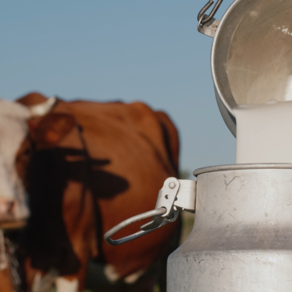Odvojeno više od četiri milijarde dinara za premije za mleko