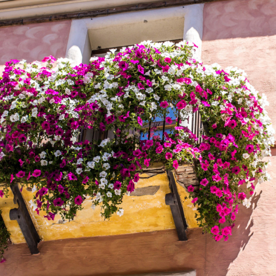Uz ovaj zaboravljeni trik naših baka imaćete saksije pune cvetova