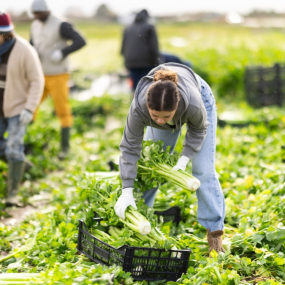Velika prilika za gazdinstva u Vojvodini: Otvoren je konkurs; Država daje bespovratno do 2 miliona dinara